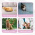(3 Pack, Paw Legend Cat Diapers for Female Cats Spraying Washable Reusable Kitten Diapers for Cats Incontinence Pet