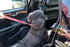 The Jenny Dog Leash for Blind, Elderly, Disabled Pets - Total Control for MED & Large Dogs