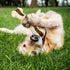 Sosation Chew Toys for Aggressive Chewers - Large Breed Beef Flavor Durable Nylon Bones for Puppies.