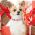 SCENEREAL Leather Dog Collars for Small Medium Dogs, Adjustable Studded Cute Collar for Pet Boy Girl Kittens (Pink, XS)