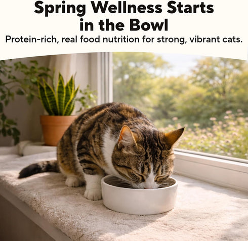 5.5 oz (24 Pack) Dave's Pet Food Grain Free Wet Cat Food (Chicken & Tuna Saucey Pate), Naturally Healthy Canned, Added