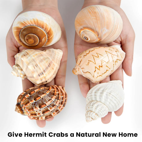 6PCS Large Natural Hermit Crab Shells, Size 3" - 3.5" for Supplies and Beach Decoration