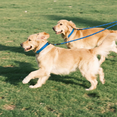 Taglory Double Dog Leash - Reflective Rope, No Tangle Design for Two Dogs, Puppy Small Medium Breeds, Blue