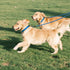 Taglory Double Dog Leash - Reflective Rope, No Tangle Design for Two Dogs, Puppy Small Medium Breeds, Blue