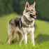 Heavy Duty Dog Collar for Large Dogs, Tactical Adjustable Nylon Collar with Metal Buckle & D Ring, Khaki/L