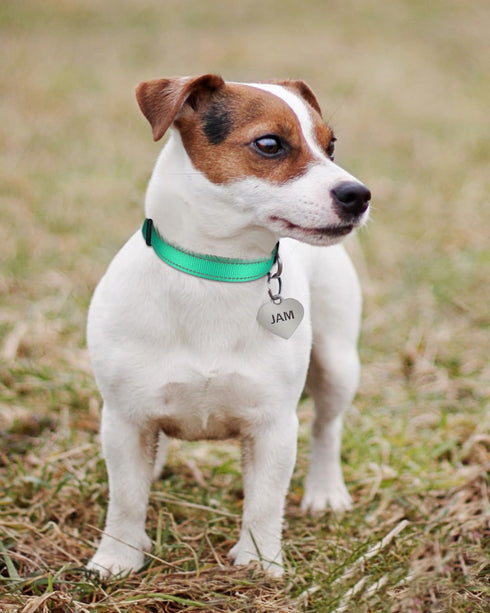 TagME Classic Reflective Nylon Dog Collar, Adjustable with Quick Release Buckle for Puppies, Turquoise, 3/8" Width