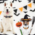 30 Pieces Halloween Fall Dog Bow Ties, Slide Collar Attachments with Elastic Bands for Pet Grooming Accessories
