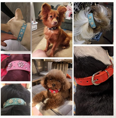 Rhinestone Flower Dog Collar - Sparkling Leather Pet Collar - for Small and Medium Dogs (Blue M)