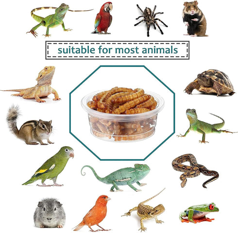 0.5oz Crested Gecko Food and Water Feeding Cups, Plastic Replacement Food Dish for Lizard and Other Small Pets (100 pcs)
