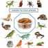 0.5oz Crested Gecko Food and Water Feeding Cups, Plastic Replacement Food Dish for Lizard and Other Small Pets (100 pcs)