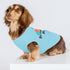 Fitwarm Birthday Boy Dog Shirt, Bir-ruff-day Boy Funny Dog Clothes for Small Dogs Boy, Pet Birthday Outfit, Cat Tshirt, 100% Breathable Cotton, Aqua Blue, XXL