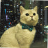Cat Collar Breakaway with Bell and Bow Tie, Adjustable Plaid Design for Kittens, 6.8-10.8in, Cyan-Blue