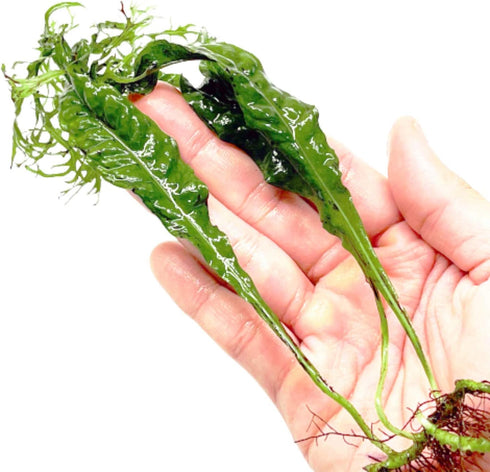 PLANTEREST BUY2GET1FREE Microsorum Java Fern Windelov Bundle Live Aquarium Plants