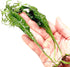 PLANTEREST BUY2GET1FREE Microsorum Java Fern Windelov Bundle Live Aquarium Plants