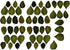 Awesome Aquatic Mulberry (Mulberry 50 Shrimp Leaves Natural Botanical Leaf Food Organic Treat Aquarium Fish Shrimp