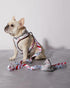 Ruffhaus NYC Peppermint Bark Christmas Print Dog Leash 1 Inch by 59 Inches, Durable Polyester Webbing, Comfortable