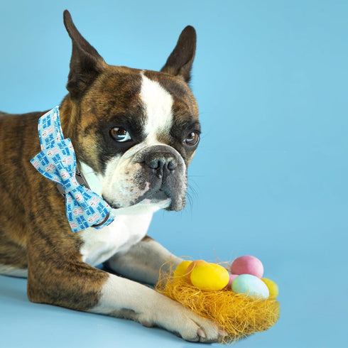 Dog Collar, Easter Day Adjustable Collar with Bunny Print Bowtie for Medium Small Large Dogs, Cute Gift