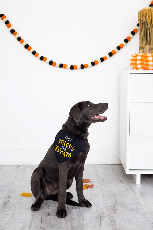 Pearhead Trick or Treat Bandana, Fall Holiday Dog Apparel, Halloween Costume, Slip On Collar Accessories, Small/Medium