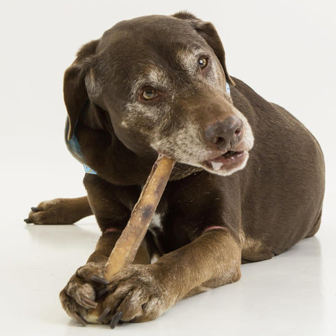 12 Inch, 4 Count (Pack 1) 100% Best Bully Sticks Natural Jumbo Bully Sticks for Large Dogs - of - Free-Range Grass-Fed