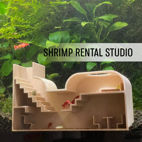 Cozy Aquarium Shrimp Rental Studio. Large Shrimp Studio for Rent. All-Inclusive Facility. Luxury & Shrimp Studio. Made