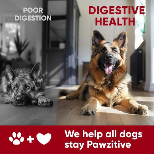 Immune Probiotics for Dogs Digestive Health - Probiotic Chews for Gut Health, Itchy Skin Yeast, Diarrhea - USA Product