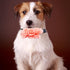 Dog Collar Charms with Large Flowers - 4, 6, or 20PCS Attachment for Small Medium Big Girl Cat Puppy Rabbit
