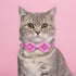 azuza 2 Pack Valentine's Day Cat Collar with Bell, Breakaway Collars with Cute Bowtie, Adjustable from 8"-12" (Cute