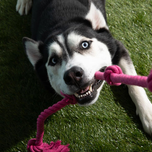 Tough Tug Rope Dog Toy - TUG of WAR Dog Toy (Pink 5 ft Long Strong Durable Rope Pull Toy with Handle)
