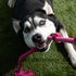 Tough Tug Rope Dog Toy - TUG of WAR Dog Toy (Pink 5 ft Long Strong Durable Rope Pull Toy with Handle)