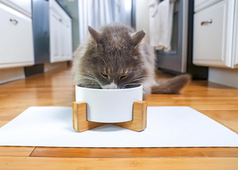 NAT & Jules Small White 6 inch Stoneware Ceramic Pet Bowl with Stand