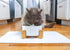 NAT & Jules Small White 6 inch Stoneware Ceramic Pet Bowl with Stand