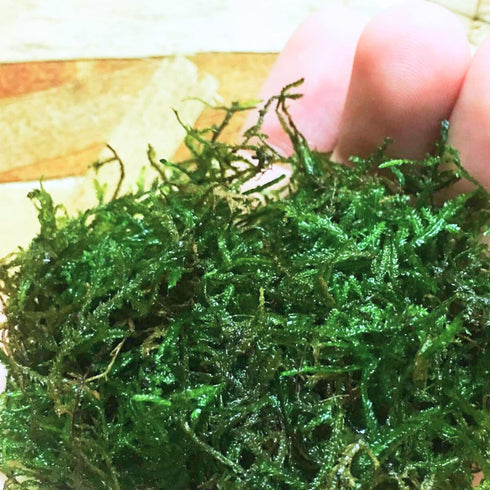 PLANTEREST BUY2GET1FREE Java Moss | Vesicularia Dubyana Freshwater Live Aquarium Plant