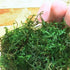PLANTEREST BUY2GET1FREE Java Moss | Vesicularia Dubyana Freshwater Live Aquarium Plant