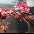 PLANTEREST BUY2GET1FREE Ludwigia Repens Super Red Mini Leaves Live Aquarium Plant Stems