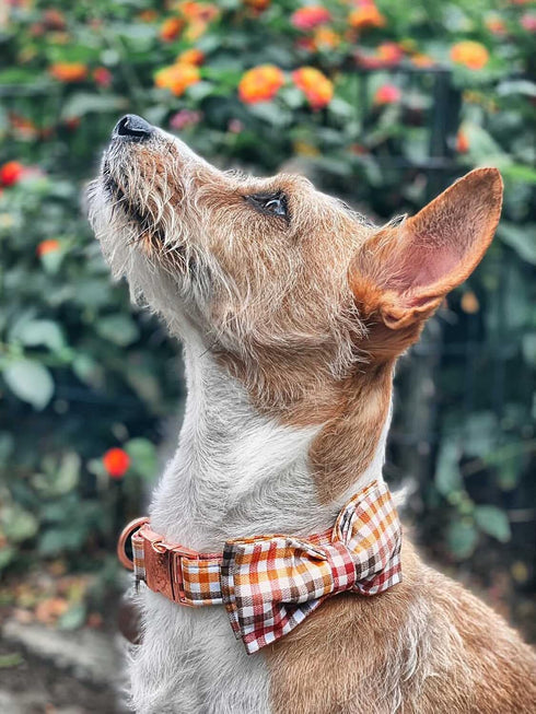 Elegant Little Tail Dog Collar with Bow, Comfortable Adjustable Bowtie Dog Collar for Small Medium Large Dogs and Cats