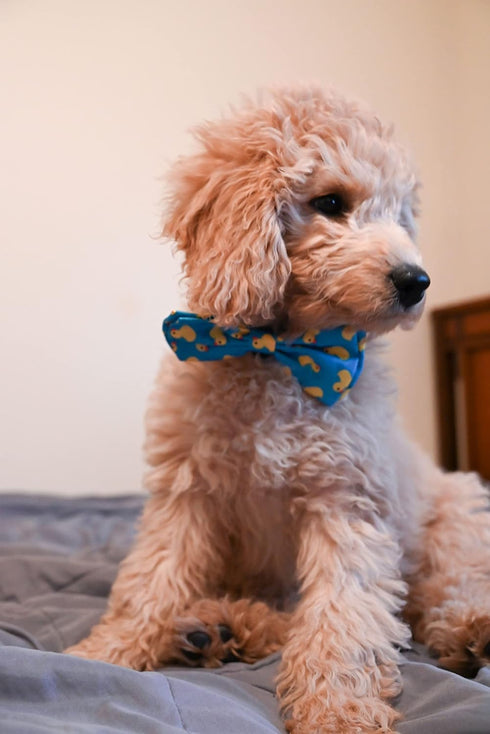 Huxley & Kent Lucky Ducky Bow Tie for Pets | Small Easter Spring Velcro Collar Attachment | Fun Bow Ties for Dogs & Cats