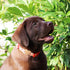 Pettsie Dog Heart Collar & Matching Bracelet - Adjustable Durable Hemp for Dog Owners, Small & Medium Sizes