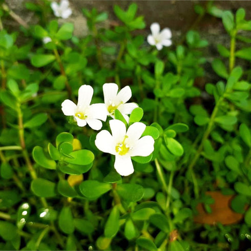 Generic (3-Count) Bacopa Monnieri Live Freshwater Aquarium Stem Plant | Hardy, Versatile, Fast-Growing Aquatic Plant