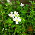 Generic (3-Count) Bacopa Monnieri Live Freshwater Aquarium Stem Plant | Hardy, Versatile, Fast-Growing Aquatic Plant
