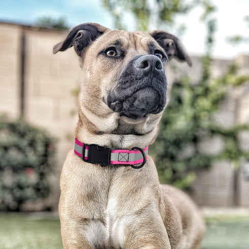 BioThane Reflective Dog Collar, Waterproof Heavy Duty Quick Release Collar with Sturdy Buckle in Fun Modern Colors