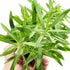 PLANTEREST Pogostemon Octopus Potted Live Aquarium Plant Tropical Freshwater Decorations BUY2GET1FREE