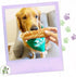 Nature Gnaws Beef Trachea for Dogs - Premium Natural Beef Bones, Rawhide Free, 6 Count Crunchy Chew Treats
