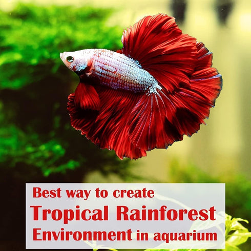 Premium Indian Almond Leaves, Aquarium Decorations, 50g Pack (20-25 Leaves), Rich in Tannin for Shrimp & Betta