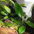 Generic 2 Anubias Congensis and Java Fern Windelov Pots - Live Aquarium Plant Snail Free