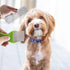Tear Stain Remover Combs for Pets, Stainless Steel Eye Brush Tools, Durable Flea and Lice Removing Set for Dogs, Cats