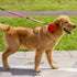 10 PCS Dog Collar Flowers, Multi-Color Pet Bow Ties, Sliding Grooming Accessories for Puppy Small Medium Large Dogs