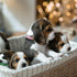 Adjustable ID Puppy Collars for Litter, 14 Color Leather Collars for Small, Medium, Large Breed Dogs, Neck 6~13 Inches