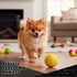 Pet Qwerks Large Animal Sounds Babble Ball