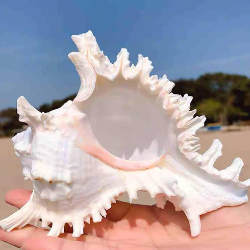 5.5‘’ to 6.3‘’ Large Natural Conch Shell Fish Tank Hideout, Natural Sea Shells