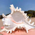 5.5‘’ to 6.3‘’ Large Natural Conch Shell Fish Tank Hideout, Natural Sea Shells